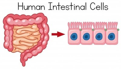 人类肠道细胞