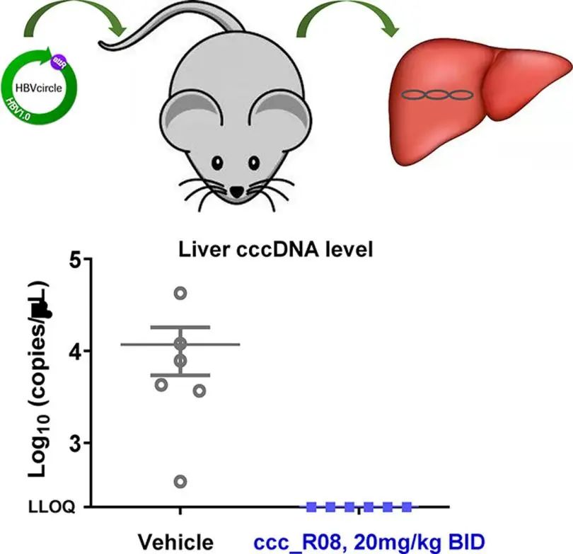 口服HBV cccDNA抑制剂的研究方法