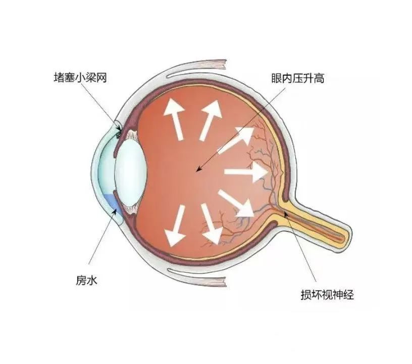 眼球的结构