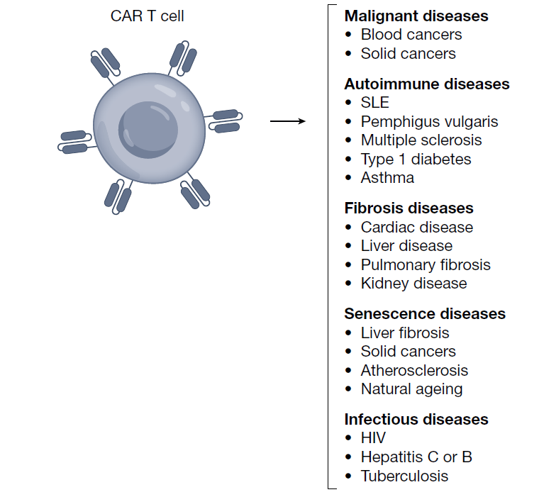 CART疗法的潜在治疗领域