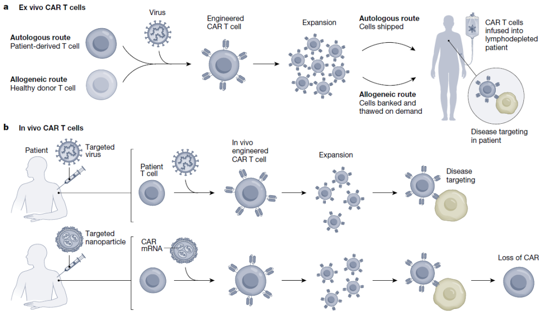 体外CAR-T疗法和体内CAR-T疗法的比较
