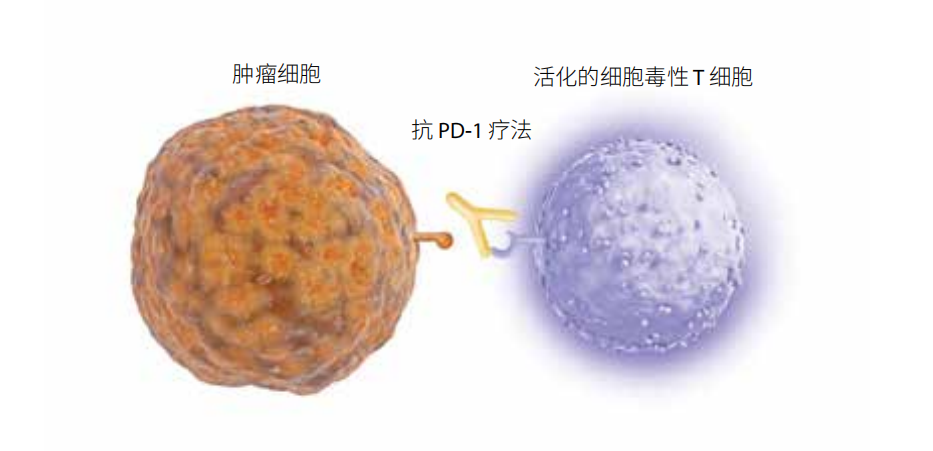 阻断PD-1/PD-L1相互作用有助于激活T细胞以及肿瘤细胞死亡和清除
