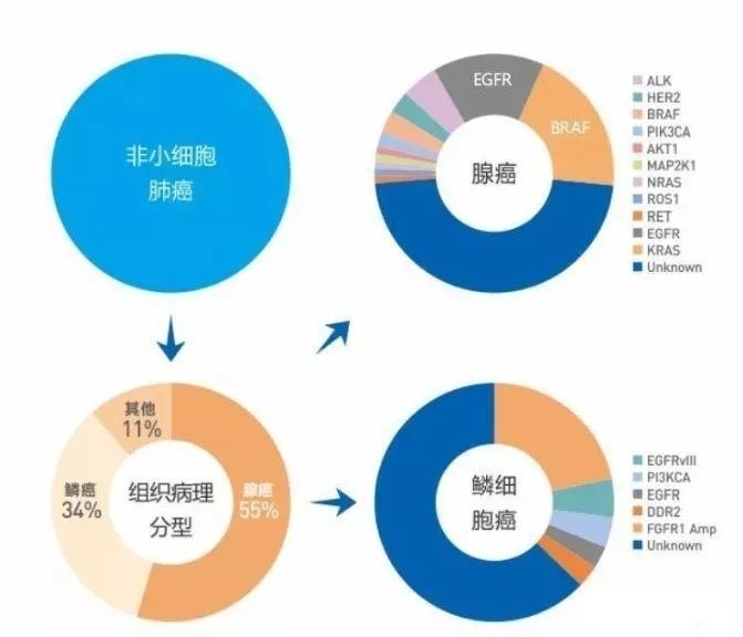 肺癌基因突变的概率