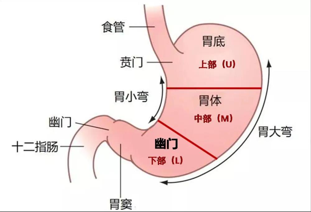 胃部分区